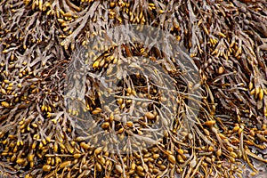 dense cluster of wet seaweed on rocky shore..