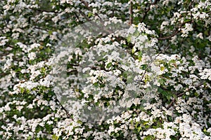 Dense Cluster of White Hawthorn Blossoms