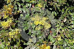 Dense clusters of yellow flowers of Oregon grape in spring