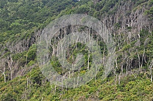 Dense coastal vegetation helps stabilise the soil