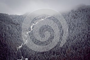 Dense coniferous forest in the clouds