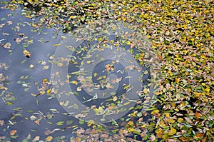 Dense cover of infested leaves on the water surface of the pond. natural yellow camouflage.Leaves cover the surface. Danger of fal