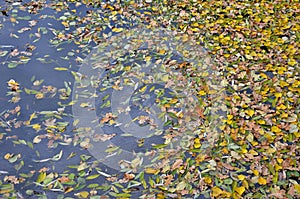 Dense cover of infested leaves on the water surface of the pond. natural yellow camouflage.Leaves cover the surface. Danger of fal