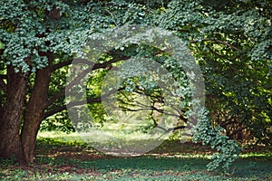 The dense crown of a tree overhangs an arch