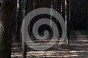 Dense dark pine forest. Wooded vergreen forest trees, earth with cones