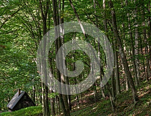 A dense deciduous forest with an abandoned hut