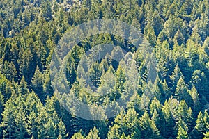 Dense Douglas Fir Pseudotsuga menziesii forest, California