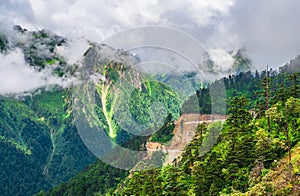 Dense fairy forest in China