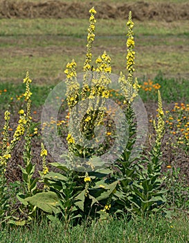 Dense-flowered Mullein Verbascum densiflorum,Rhineland,Germany