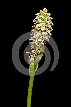 Dense flowered orchid inflorescense over black - Neotinea maculata photo