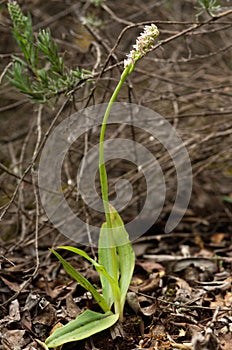 Dense flowered orchid plant - Neotinea maculata