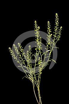 Dense-Flowered Pepperwort (Lepidium densiflorum). Habit