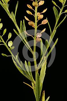 Dense-Flowered Pepperwort (Lepidium densiflorum). Inflorescence Closeup