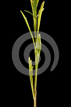 Dense-Flowered Pepperwort (Lepidium densiflorum). Stem and Leaves Closeup