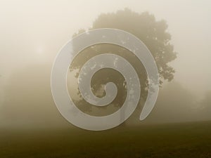 Dense Fog photo