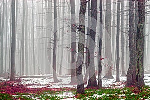 Dense fog in a beautiful colorful forest above the mountain