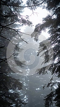 dense fog create an atmospheric scene in the mountain forest