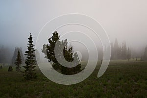 Dense Fog on a mountainside near Mt Rainier