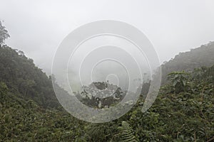 Dense fog over bogota andean rain forest at eastern city mountains