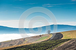 Dense fog over empty agricultural field, blue mountains