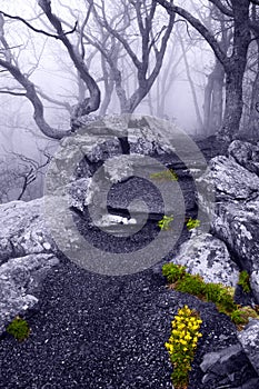 Dense fog and spring flowers on the Betty's Rock Trail in Shenan