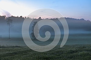 Dense fog Sunrise summer landscape over a field with trees visible through the fog. selective focus