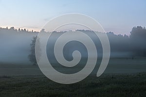 Dense fog Sunrise summer landscape over a field with trees visible through the fog. selective focus