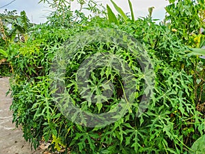 Dense Foliage of Chaya or Spinach Tree (Cnidoscolus Aconitifolius) photo