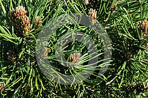 Dense foliage of coniferous tree Dwarf Mouintain Pine, latin name Pinus Mugo, cultivar Turra Mops photo
