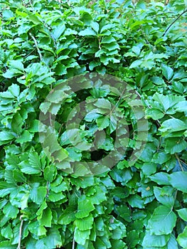 Background nature. Fagus sylvatica. Beech leaves. Green plant background. photo