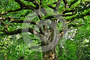 Dense foliage over a centenary Oak tree