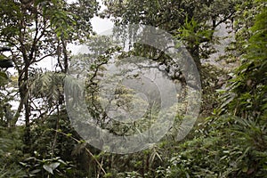 A dense foliage with smog at colombian mountains