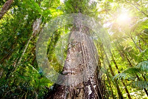 Dense forest canopy viewed from ground