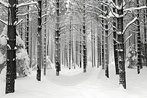 A dense forest covered in snow with an abundance of trees, creating a wintry landscape, A monochrome representation of a pine