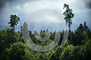 Dense forest with dramatic sky