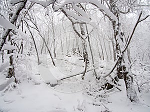 Dense Forest After Fresh Snow Fall