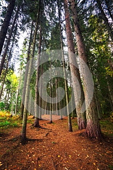 A dense forest with long tree trunks and a road. Karelian beautiful landscapes