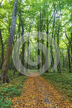 Dense forest in the middle of autumn