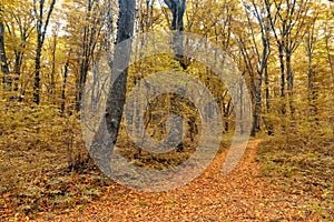 Dense forest in the middle of autumn