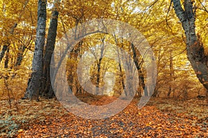 Dense forest in the middle of autumn