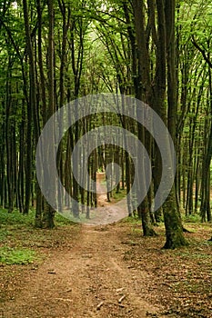 Dense forest path