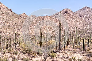 Dense forest of Saguaro cactus, in Saguaro National Park West, near Tuscon Arizona