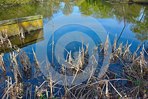 Dense forest scene in spring, waterfront fauna