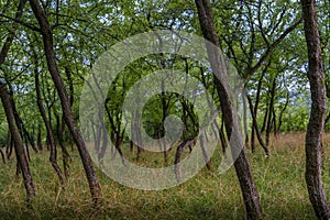 Green Forest with Leaning Trees