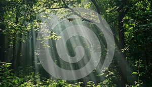 In dense forest, sunlight shines through leaves and forms rays of light on the green vegetation