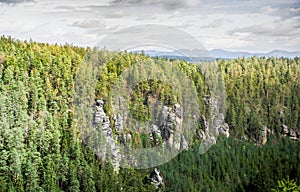 Dense Forest With Tall Trees