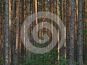 Dense forest of tall trees, Poland. Selective focus.