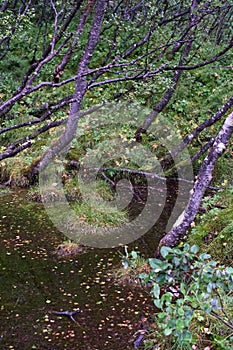 Dense Forest Trees Surround Pond