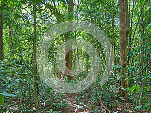 Dense forest vegetation and trees near Saen Monourom Sen Monorom in Mondulkiri Province, Cambodia