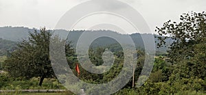 dense forest view in daylight